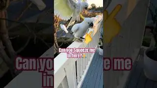Bird Antics: COCKATOO Pushed in!! 🤣🤣🤣 #funny #parrot #birds #tricks