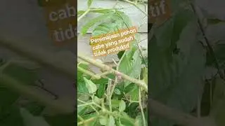 Tips peremajaan kembali tanaman cabe yang sudah tidak produktif #tips #tutorials #aktivitas