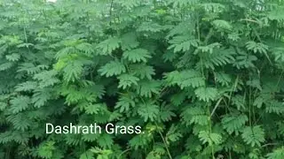 Dashrath grass for Goat | Dashrath grass | How to grow Dashrath grass | Dashrath grass |