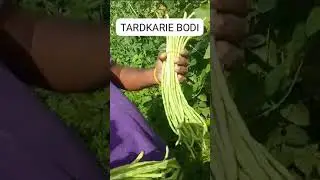 Trinidad & Tobago Agronomist Michael Baboolal displays Tardkarie bodi with Farmer Vijay Gillan.