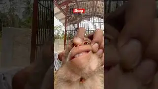🔴 Siucup macaque #cute macaque #monkey #animals #siucup