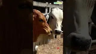 Gracias amigos ganaderos, gen&eacute;tica de alta calidad para la ganader&iacute;a peruana