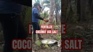 Fertilizing Coconut Use Salt its Effective #farm #farming101 #satisfying #plants #farmingsecrets