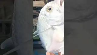Terkulu Jumbo #fishing #mancing #viral #fish #ikan #trending #fyp #reels #shorts #gianttravely