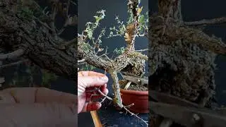 Hawthorn bonsai chuin size yamadori