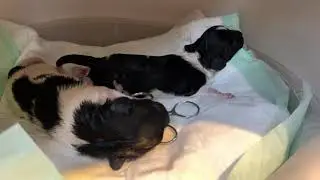 Pas geboren pups kwispelen al.