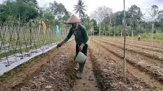 PEMBERIAN UNSUR HARA PERSIAPAN TANAM CABAI