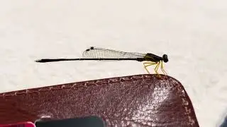Damselfly | Odonata | Insecta | Arthropoda | Invertebrata