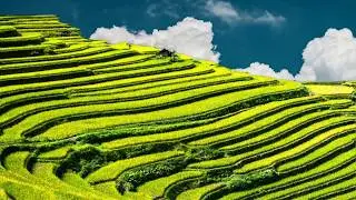 Beautiful Nature Video &ndash; Most Amazing Rice Field In The World