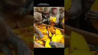 monkey enjoying with pumpkin #feedinganimal