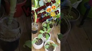 roadside nursery haul - saste mein swag😍//would you grab 5 plants for rs 40#gardening