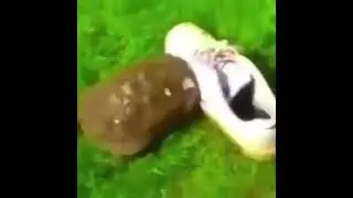 Черепаха сходит с ума