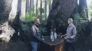 Redwoods Rising