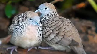 Zebra Dove Sound Bird Call | Wildlife Sounds