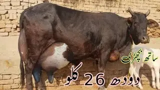 cholistani frizen cross cow for sale (03061061151) youtube.February 5, 2026