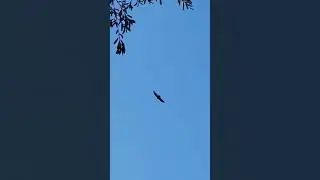 Graceful Glide #shorts #bird #gliding #beautiful