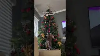 Three best ways to protect your Christmas tree from a cat #cats #shorts