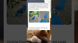 Victoria crowned pigeon #meme #funny #wholesome
