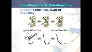 loss of fuction gain of function  mutatioin