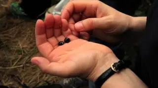 1. THE JOURNEY OF TOLOSA BEAN / LE VOYAGE DE L&acute;HARICOT DE TOLOSA eng/fran