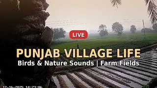[LIVE] Punjab Village Life | Peaceful Farm & Nature Sounds in Pakistan