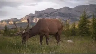 Reis mee naar Canada met FOX, verre reizen van ANWB!