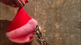 Burmese Python Strikes Water Balloon (Slow-Motion) | Nature on PBS