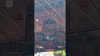 Gelaran aniv7 ZHK Arena Aksi Murai Muda kelas platinum jeritan tajam aksi MB langsit msk juara ke 3
