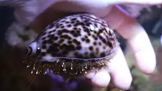 Cypraea tigris( Тигровая ципрея)
