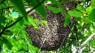 Amazing Find Giant HoneyBee For Food At The Forest