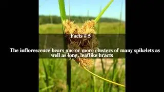 Bolboschoenus robustus Top # 8 Facts