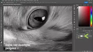 Comment faire une conversion de votre image en noir et blanc avec Photoshop.