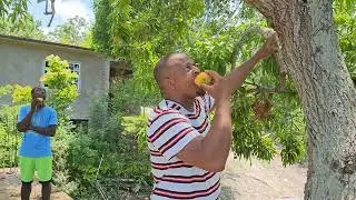 Mango tree - mango season