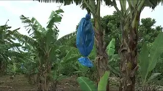 Mati Ke Mol - Banana Plantation at Valetta