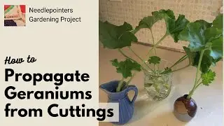 How to Propagate Geranium Plants from Cuttings