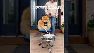 This Cat Shows Up at 7 AM&hellip; #shorts#funnycat#orangecat#catcomedy#catshorts#aivideo#soravideo
