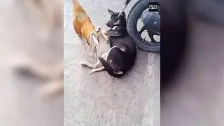 Friendship between a dog and a hen , predator and prey become best friends for the first time ever