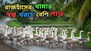 রাজহাঁস পালন পদ্ধতি: শুরু থেকে সফলতার পথ|রাজহাঁস পালন পদ্ধতির সম্পূর্ণ গাইড এবং টিপস| সঠিক পদ্ধতি🇧🇩