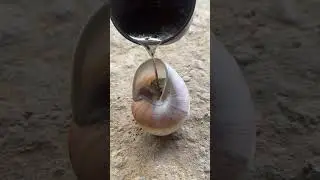 Snail Shell Molten Aluminum Casting Art #shorts #viralvideo #restoration #reels