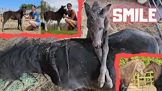 Friesian horses escaped. Smile! Not everyone cooperates, Mario does tricks | Friesian Horses