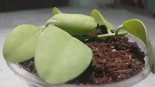 Propagation of Dischidia and Callisia||propagating succulent vines||String of Nickels||Turtle vine