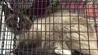 Pet Community Center fixes, returns community cats