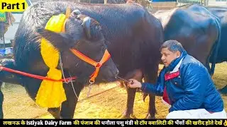लखनऊ के Istiyak Dairy Farm की पंजाब की धनौला पशु मंडी से टॉप क्वालिटी की भैंसों की खरीद होते देखें👌