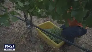 Making wine in Livermore