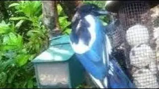 Magpie Birds On Summer Sunday Visit To My Cottage Garden Scone Perth Perthshire Scotland
