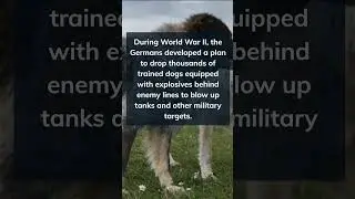War Fact 17 #history #war #fact #dog