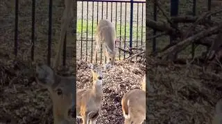 Another Fawn On The Mulch Pile! #nature #wildlife #deer
