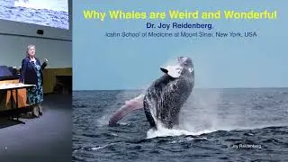 Why Whales Are Weird & Wonderful - Dr Joy Reidenberg