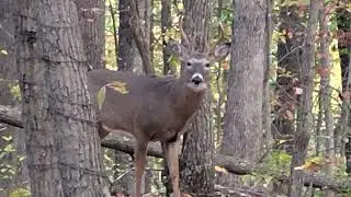 He got a pass has the makings of a good buck