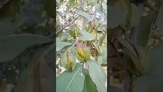 Terminalia Arjuna #trendingshorts #viralshort #viralvideos #fruits #medicinalplants #arjuna #garden